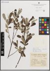 Foto von Salix L.